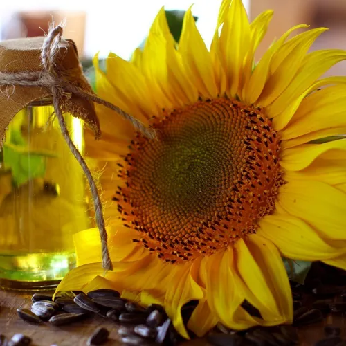 Sunflower Seed Oil
